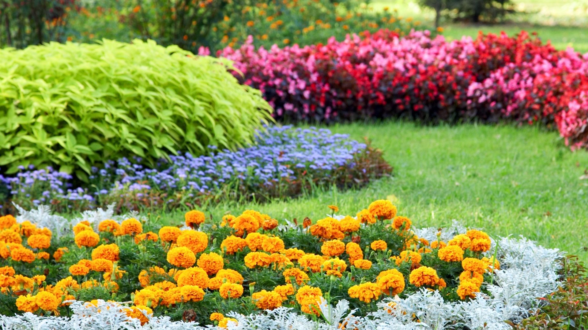 A bunch of flowers that are in the grass